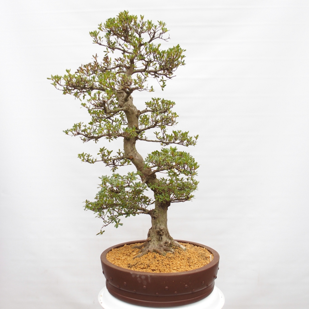 Outdoor bonsai - Japanese Azalea - Azalea Ai-no-Tsuki