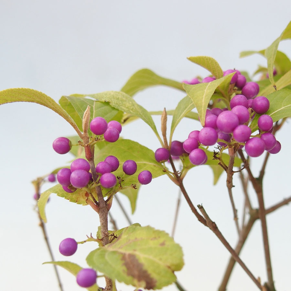 Outdoor Bonsai - Beautyberry - Callicarpa bodinierova 'Profusion'
