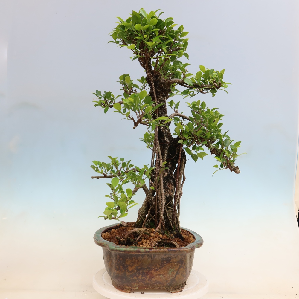 Room bonsai - Ficus kimmen - small-leaved ficus