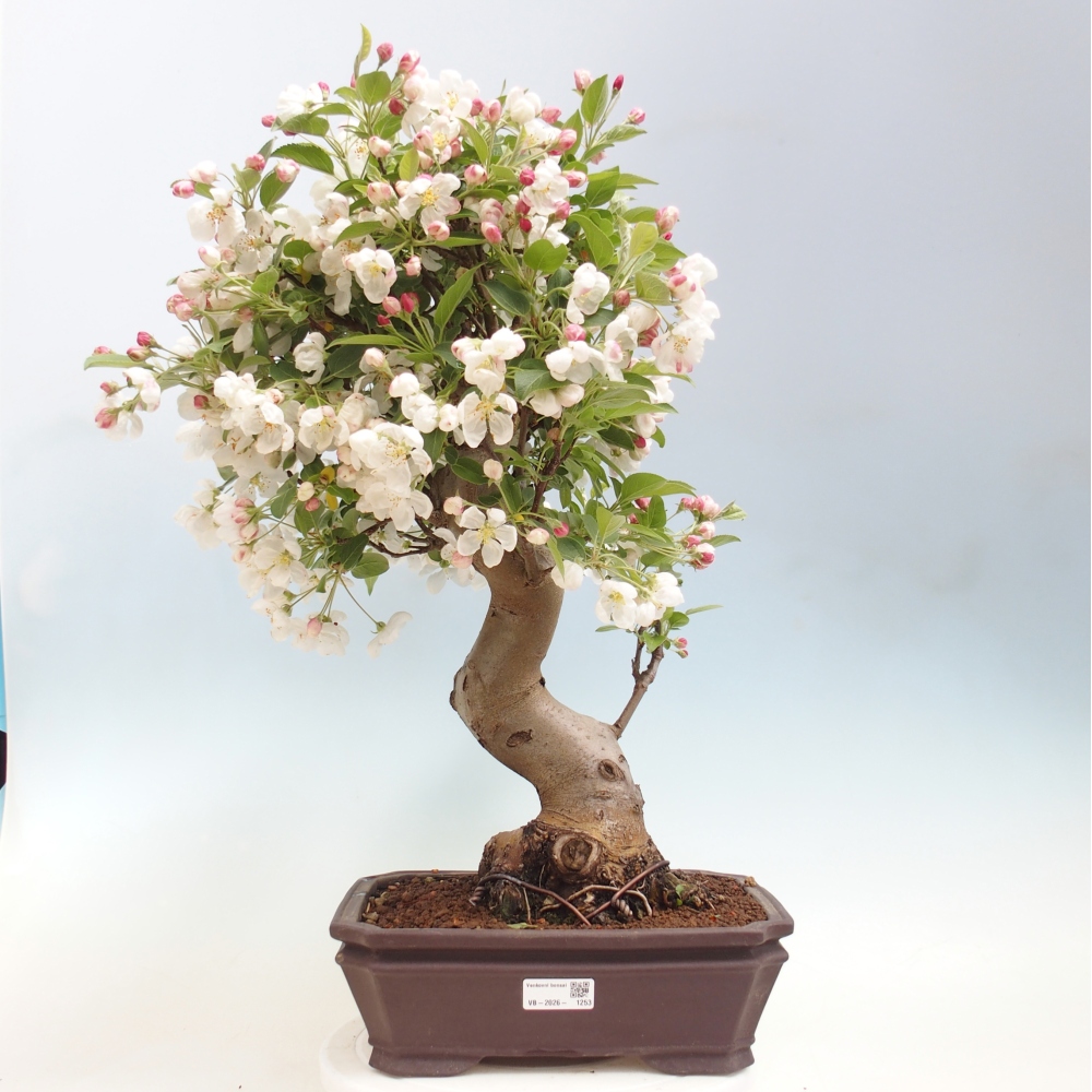Outdoor bonsai -Malus halliana - Small-fruited apple tree