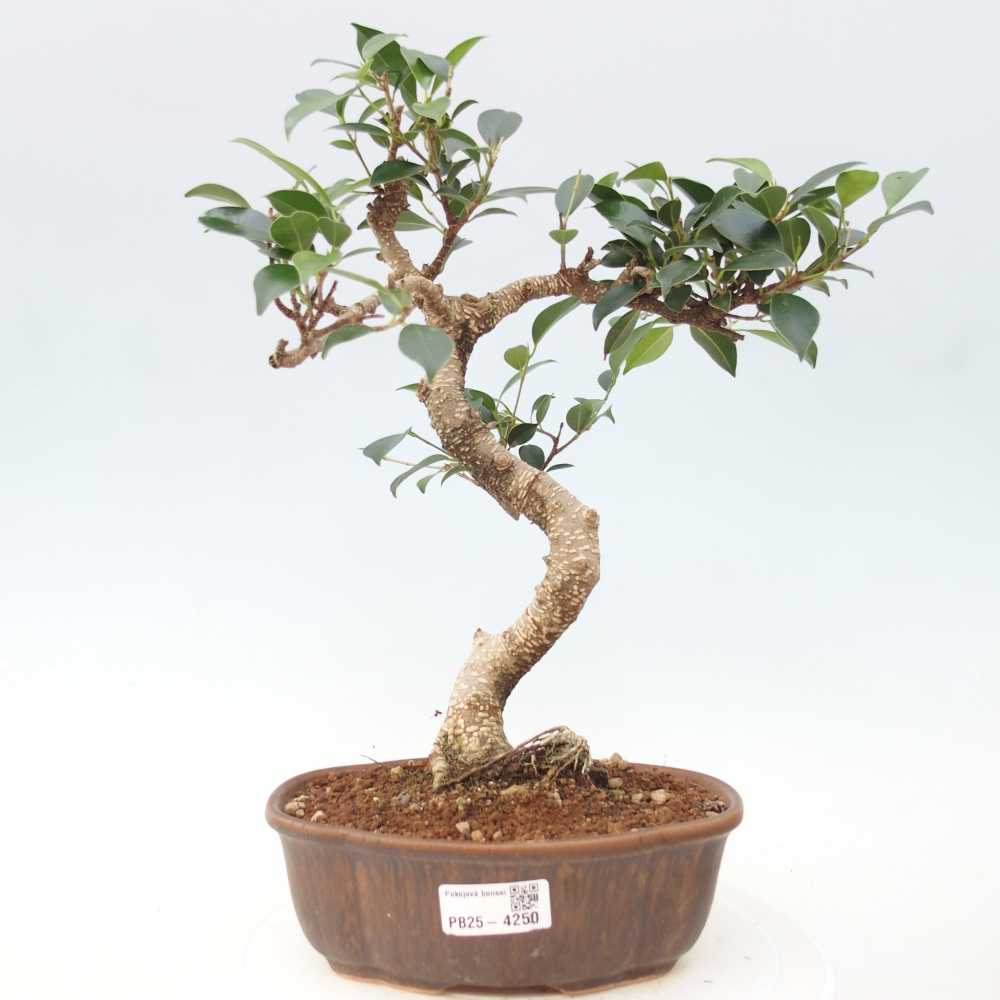 Room bonsai - Ficus retusa - small-leaved ficus
