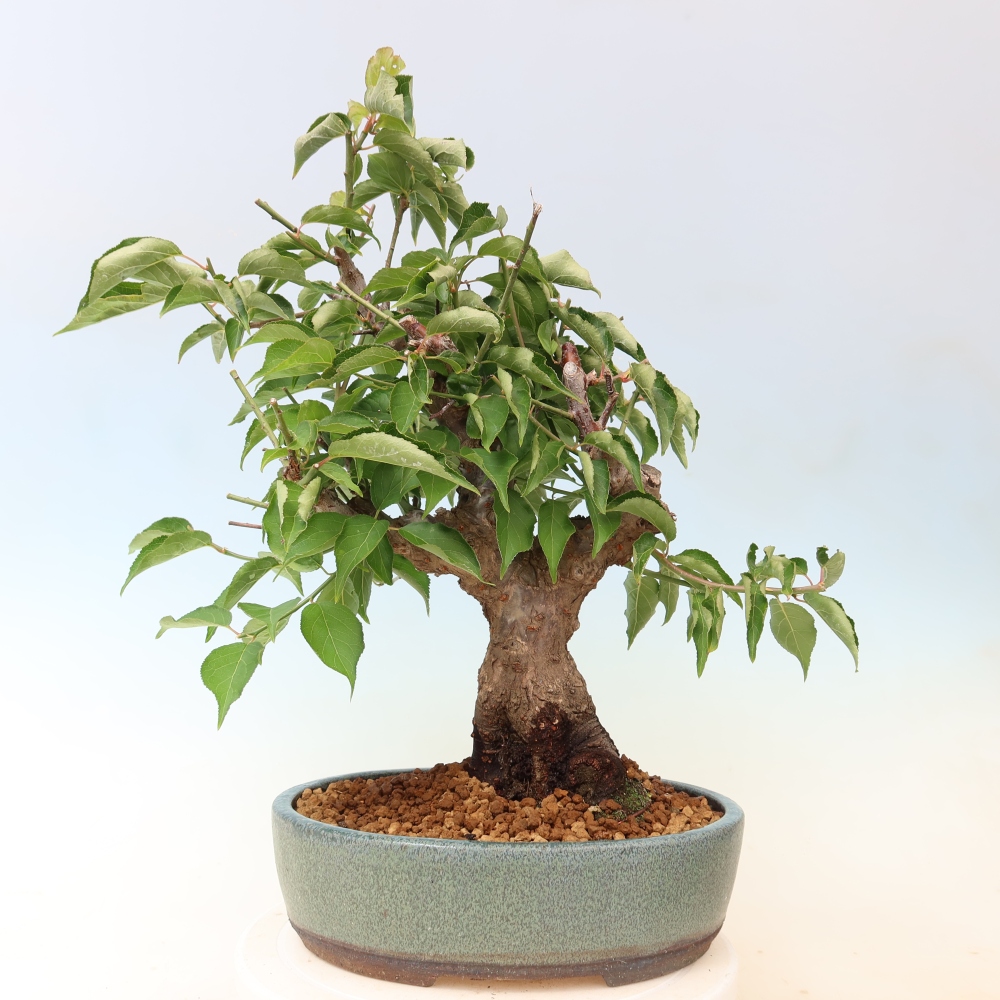 Outdoor Bonsai - Japanese Apricot - Prunus Mume