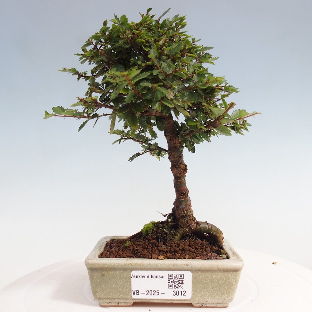 Outdoor bonsai - Ulmus parvifolia Sagei - Small-leaved elm