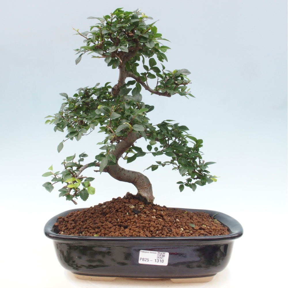 Indoor bonsai - Ulmus parvifolia - Small-leaved elm