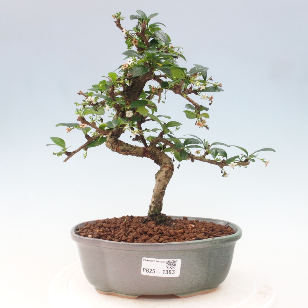 Room bonsai - Carmona macrophylla - Tea fuki