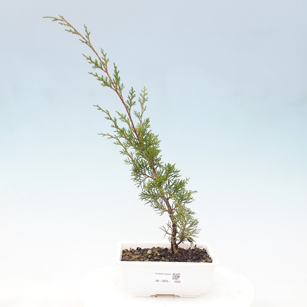 Outdoor bonsai - Juniperus chinensis Itoigawa - Chinese juniper