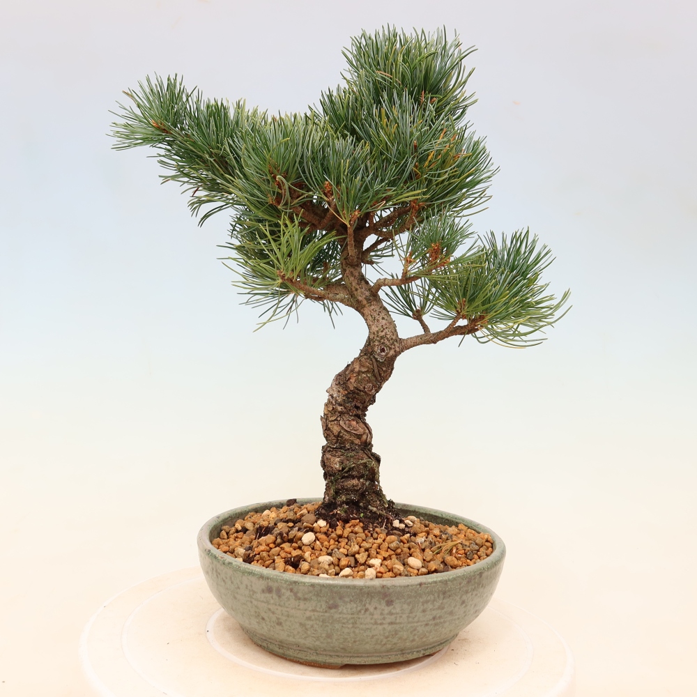 Outdoor bonsai - Pinus parviflora - Pinus parviflora