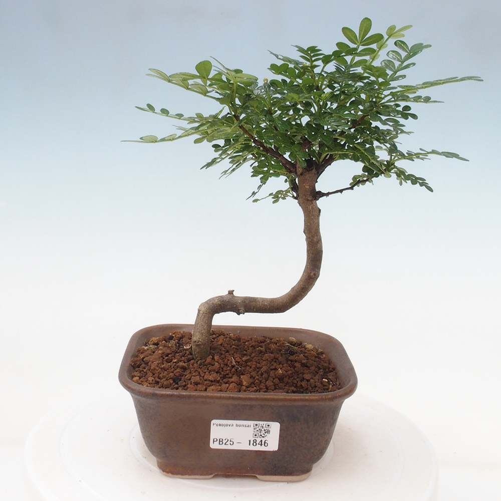 Indoor bonsai - Zantoxylum piperitum - Peppermint
