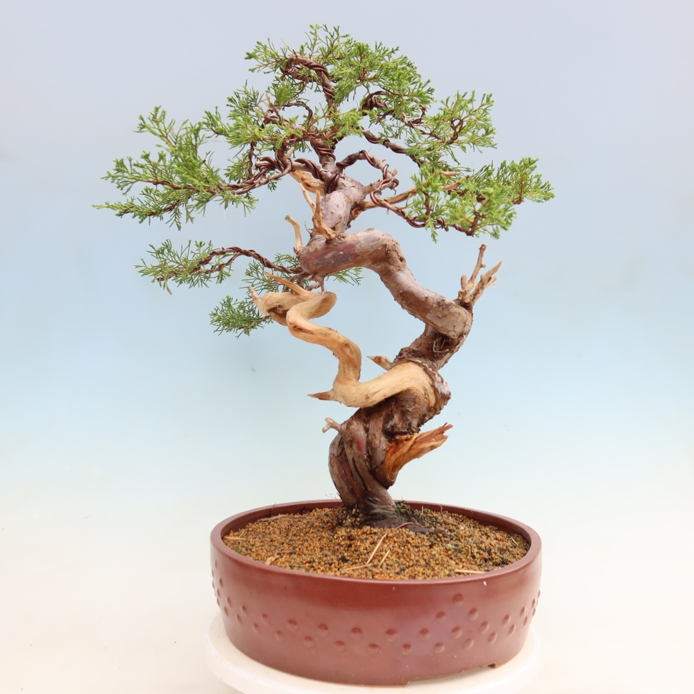 Outdoor Bonsai - Juniperus chinensis Itoigawa - Chinese Juniper
