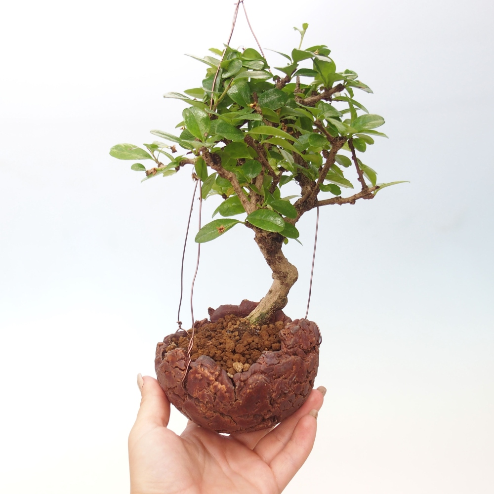 Kokedama in ceramics - Tea-fuki - Carmona macrophylla