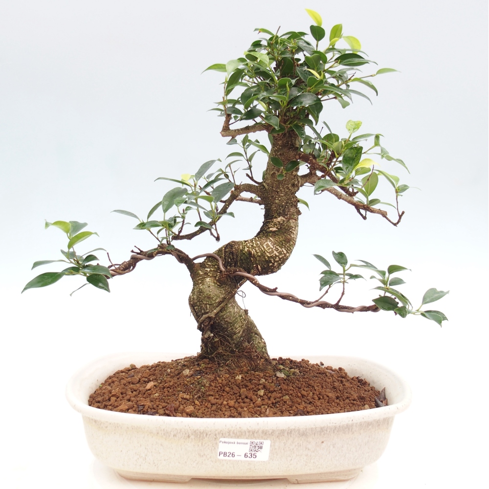 Room bonsai - Ficus kimmen - small-leaved ficus