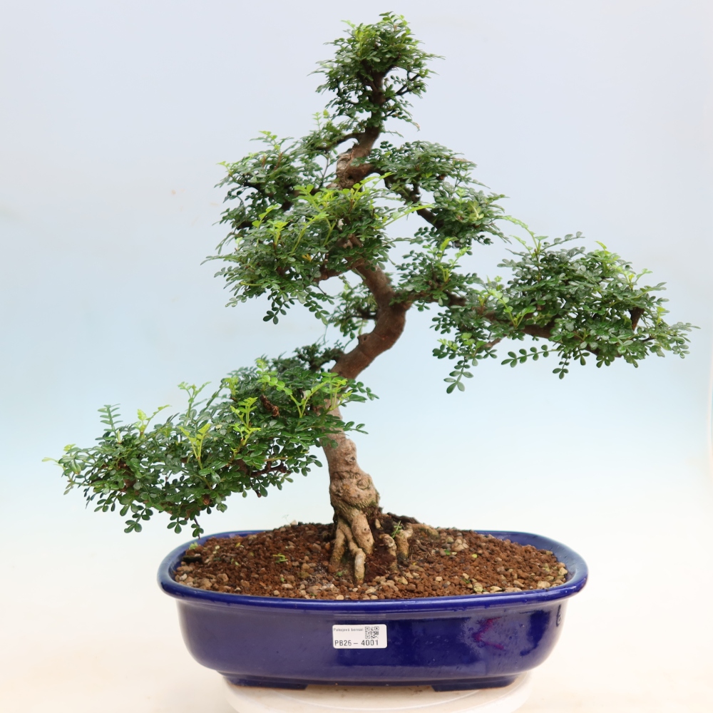 Room bonsai - Zantoxylum piperitum - pepper tree