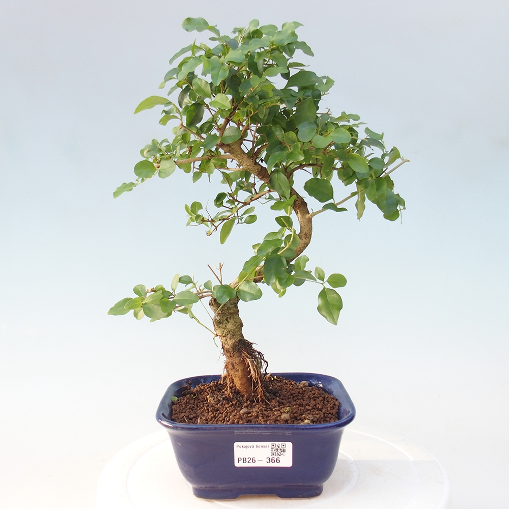 Room bonsai -Ligustrum chinensis - Birds Beak