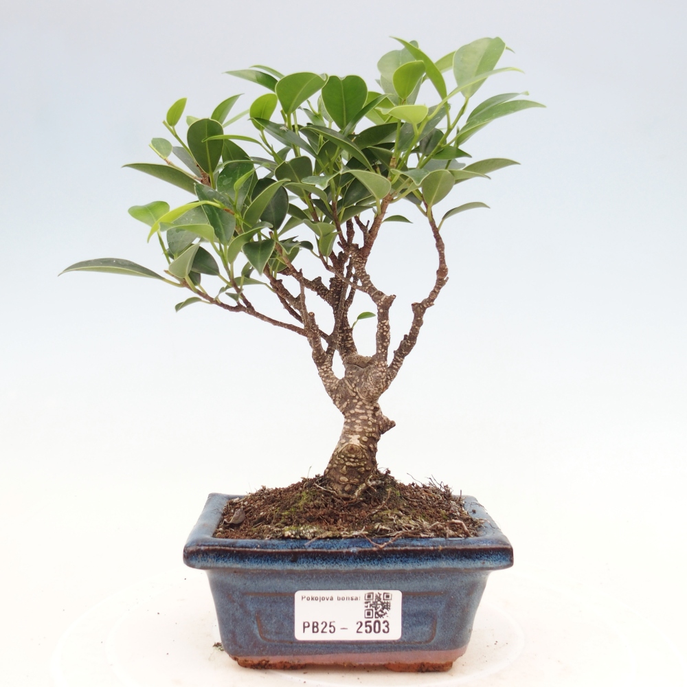 Indoor bonsai - Small-leaved ficus - Ficus kimmen