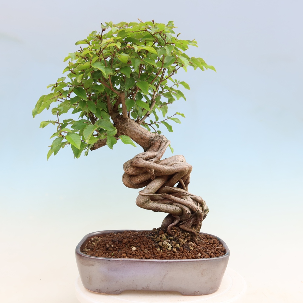 Outdoor bonsai -Carpinus coreana - Korean Hornbeam