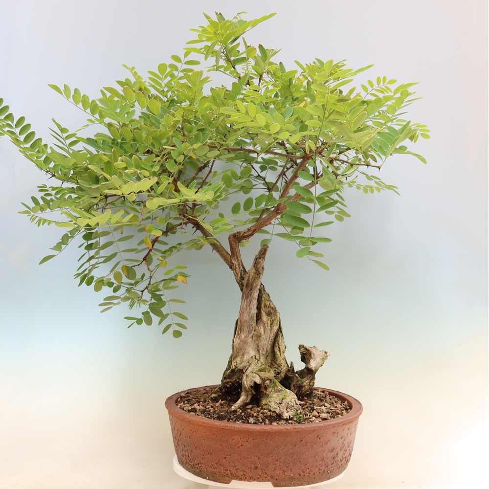 Outdoor Bonsai - Black Locust - Robinia pseudoacacia