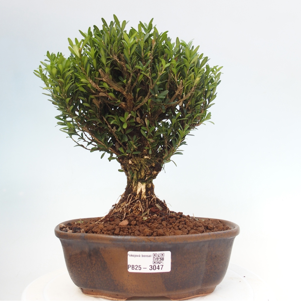 Indoor bonsai - Buxus harlandii - Cork boxwood