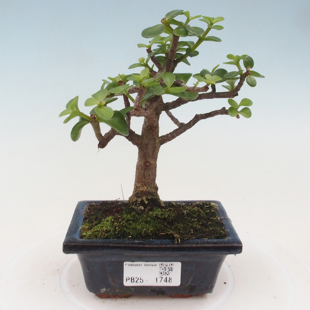 Indoor bonsai - Portulakaria Afra - Tlustice