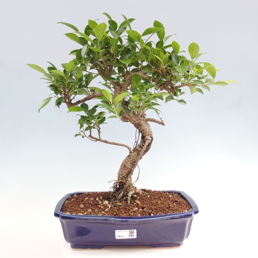 Indoor bonsai - Ficus kimmen - small-leaved ficus