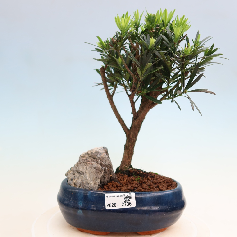 Room bonsai - Podocarpus - Stone Yew