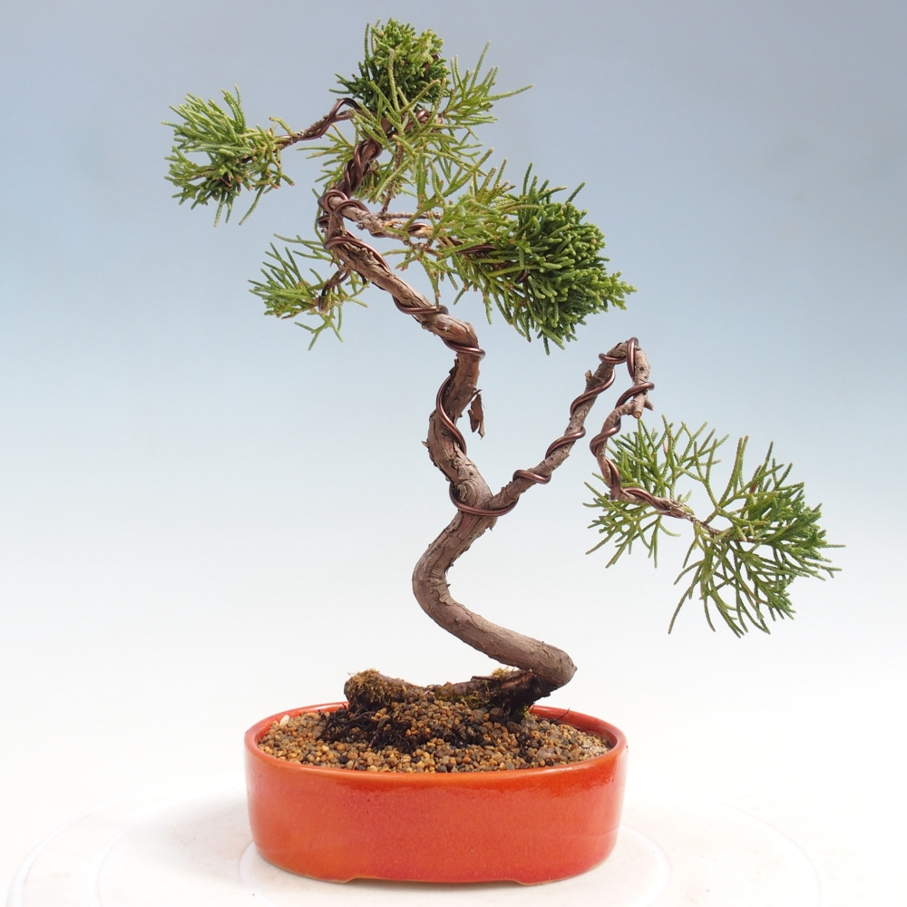 Outdoor bonsai - Juniperus chinensis Kishu