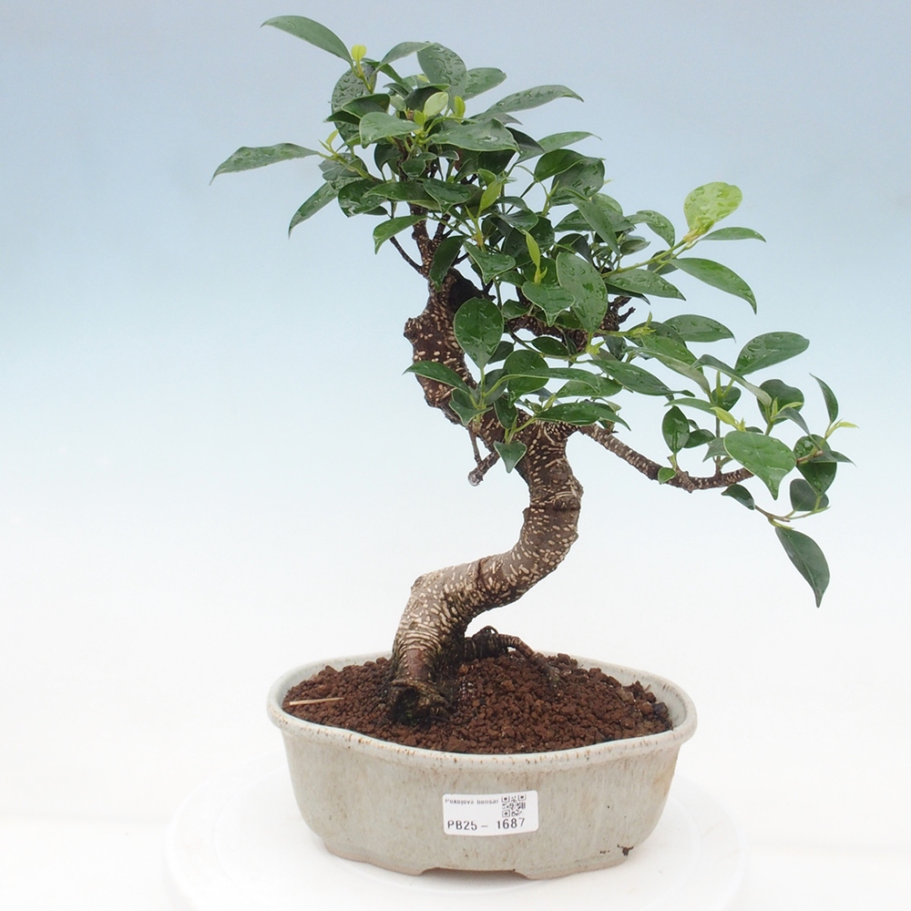 Indoor bonsai - Ficus retusa - small ficus