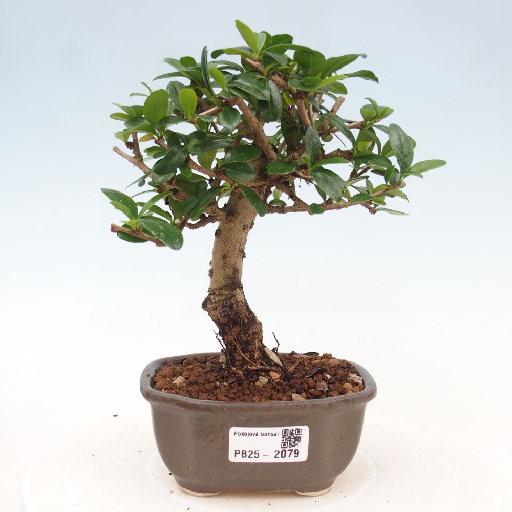 Indoor bonsai - Carmona macrophylla - Fuki tea