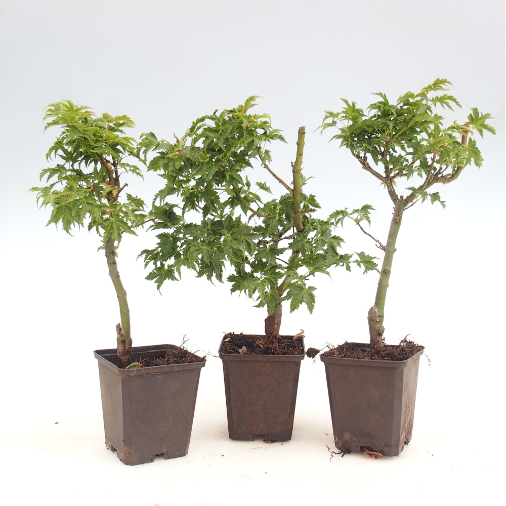 Outdoor bonsai -Javor palmate - Acer palmatum Shishigashira in container