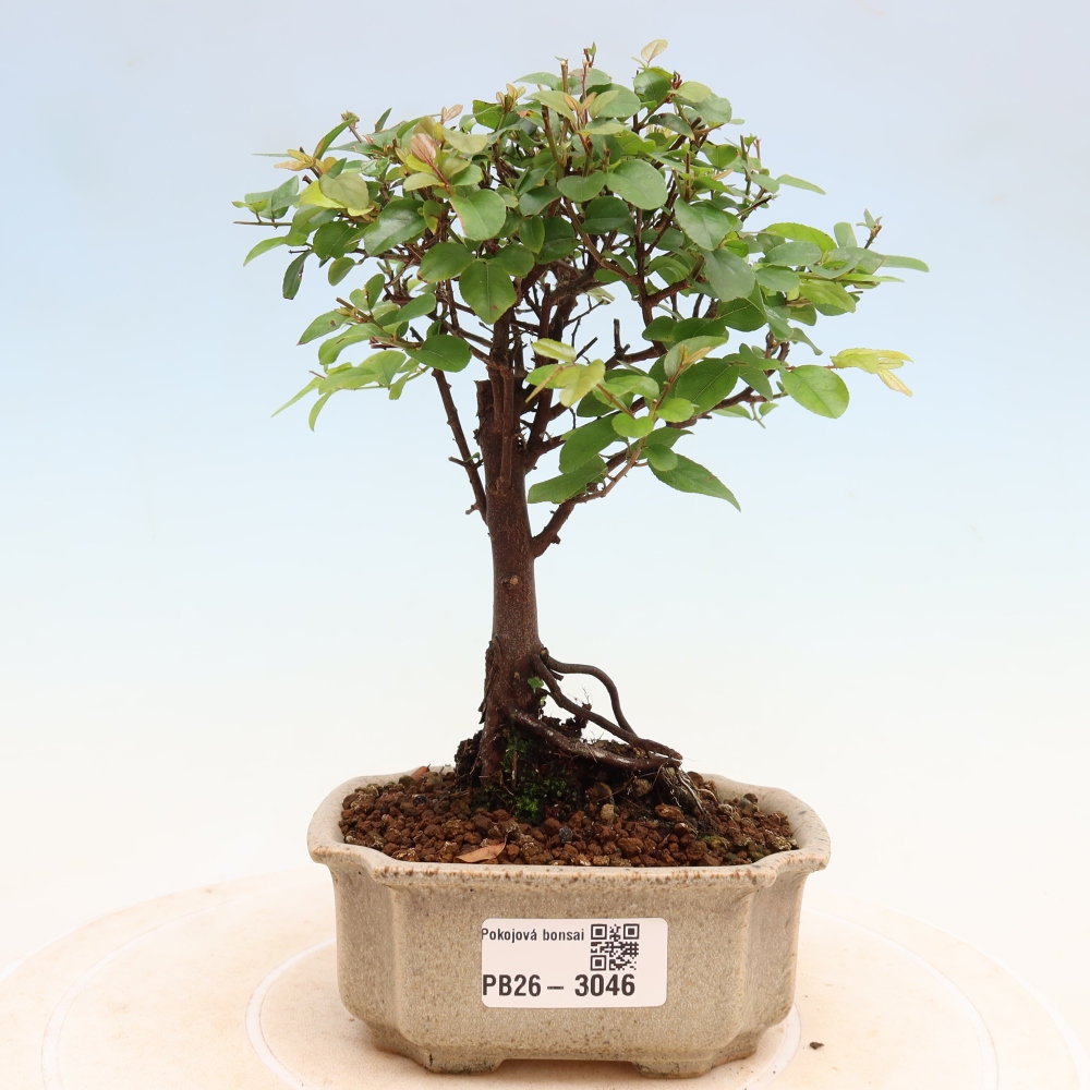 Room bonsai - Sageretia thea - Sageretia thea