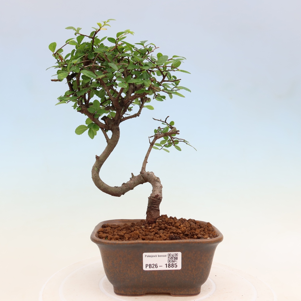 Room bonsai - Ulmus parvifolia - Small-leaved elm