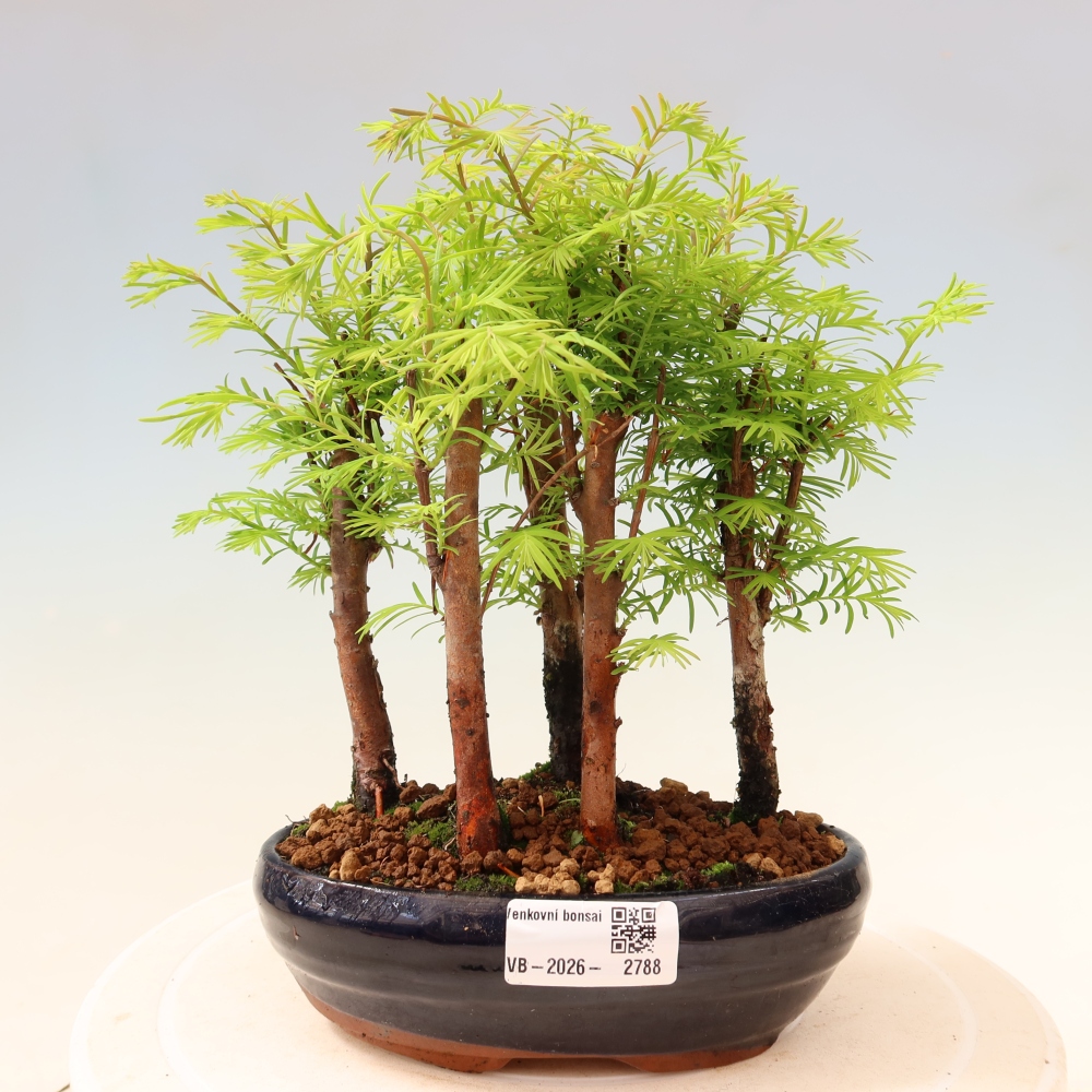 Outdoor Bonsai - Metasequoia glyptostroboides - Chinese Metasequoia - Grove