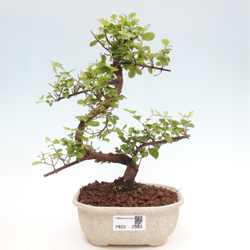 Indoor bonsai - Sagerécie thea - Sagerécie thea
