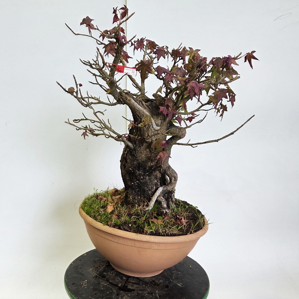 Outdoor bonsai - Western Ambrose - Liquidambar styraciflua