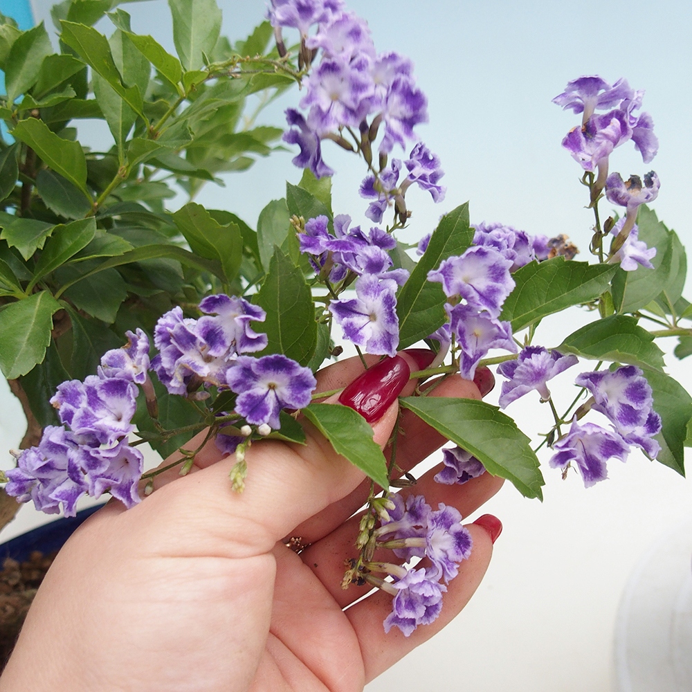 Room bonsai - Duranta erecta Aurea