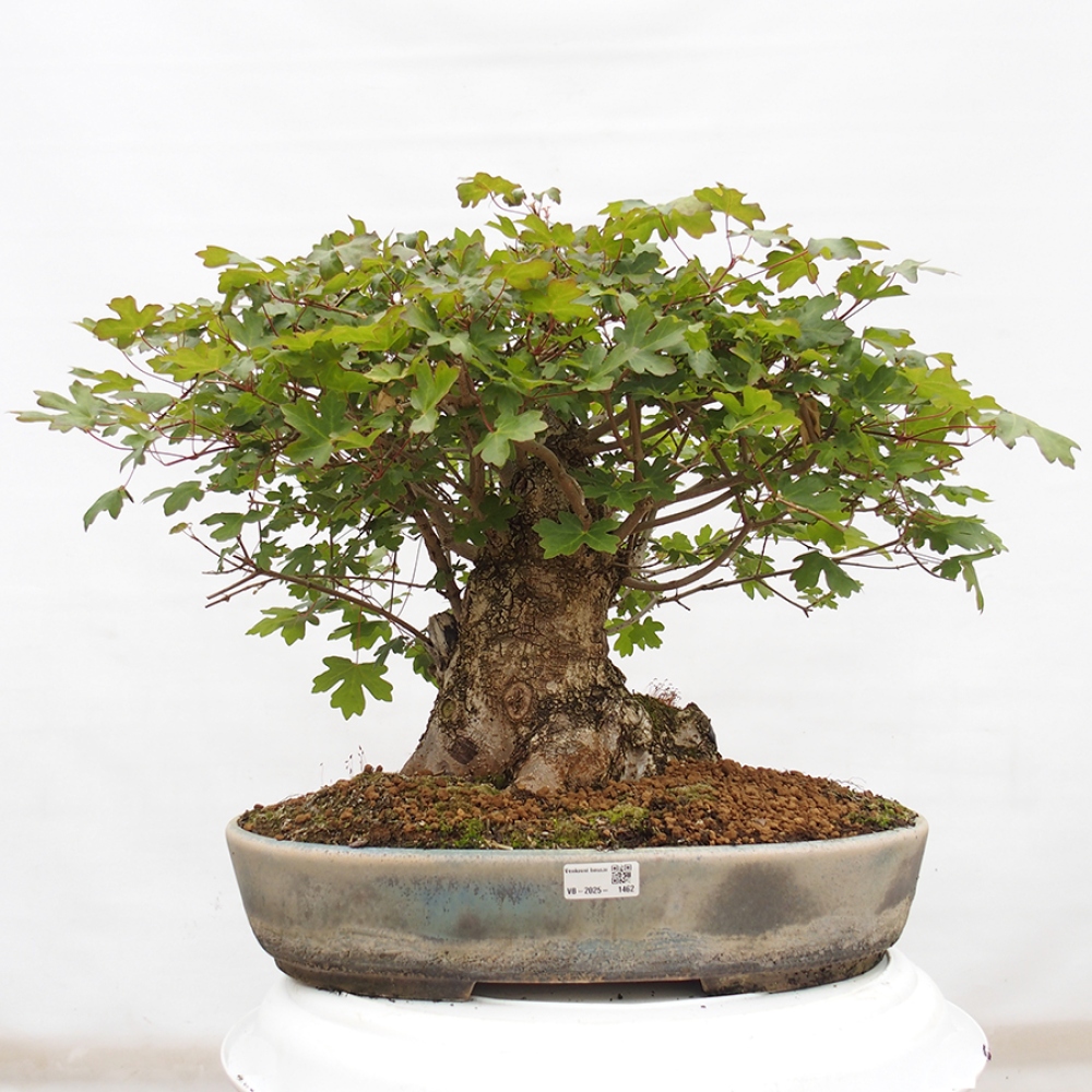 Outdoor bonsai - Baby maple - Acer campestre