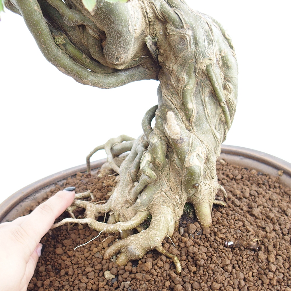 Outdoor bonsai - Maple Buergerianum - Burger Maple