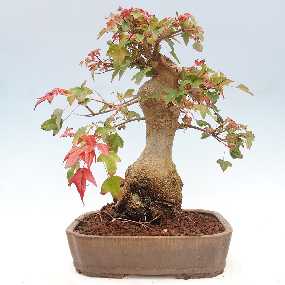 Outdoor bonsai - Maple Buergerianum - Burger Maple