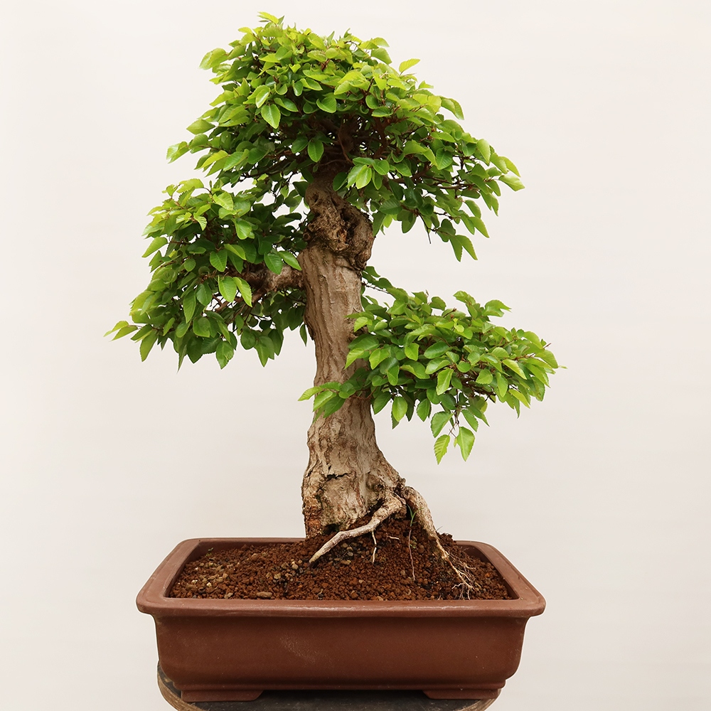 Outdoor bonsai - Carpinus Coreana - Korean hornbeam