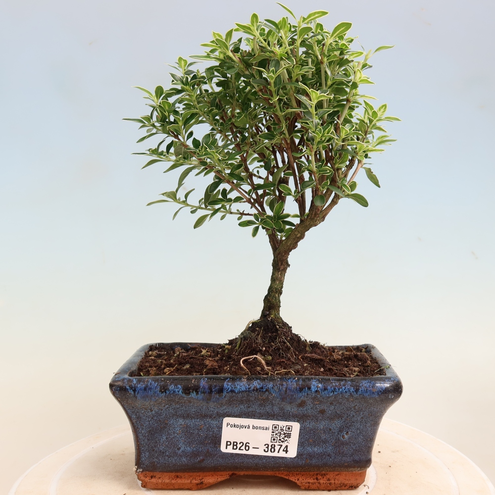 Indoor Bonsai - Serissa foetida Variegata - Tree of a Thousand Stars