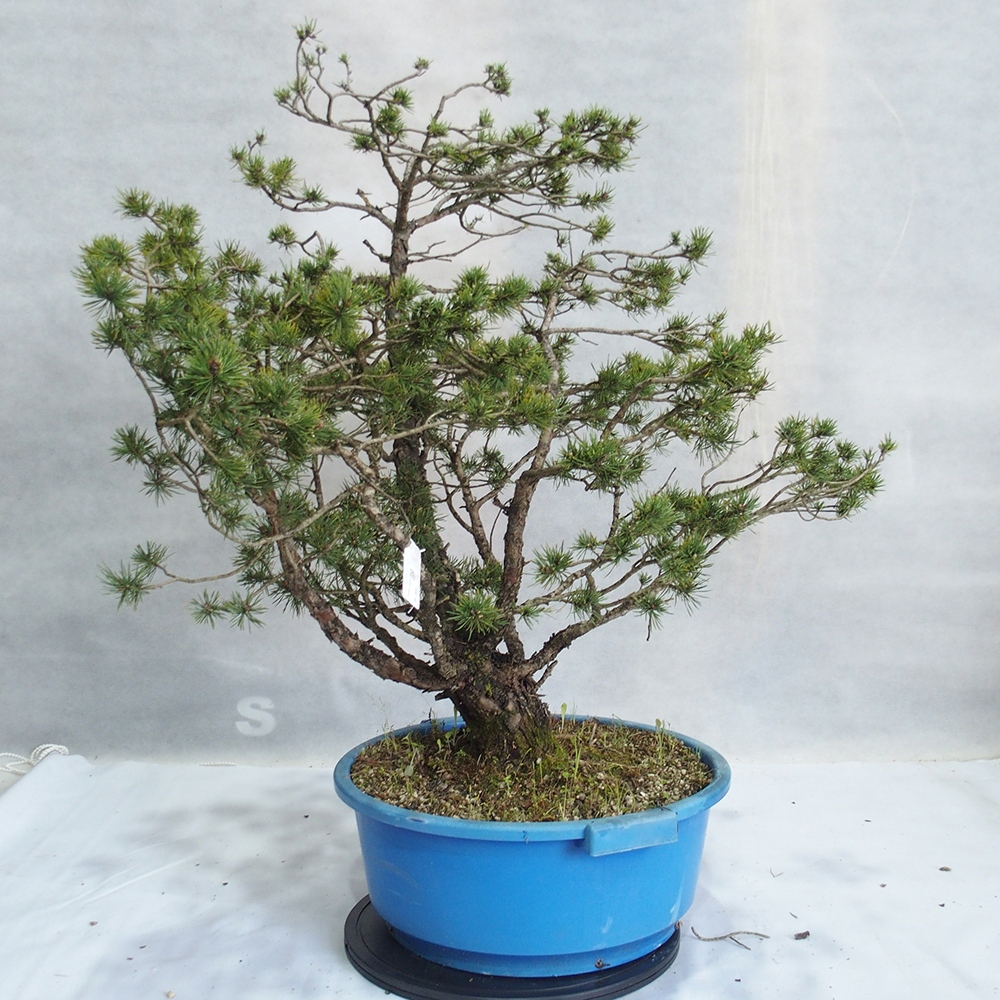 Yamadori - Pinus sylvestris 