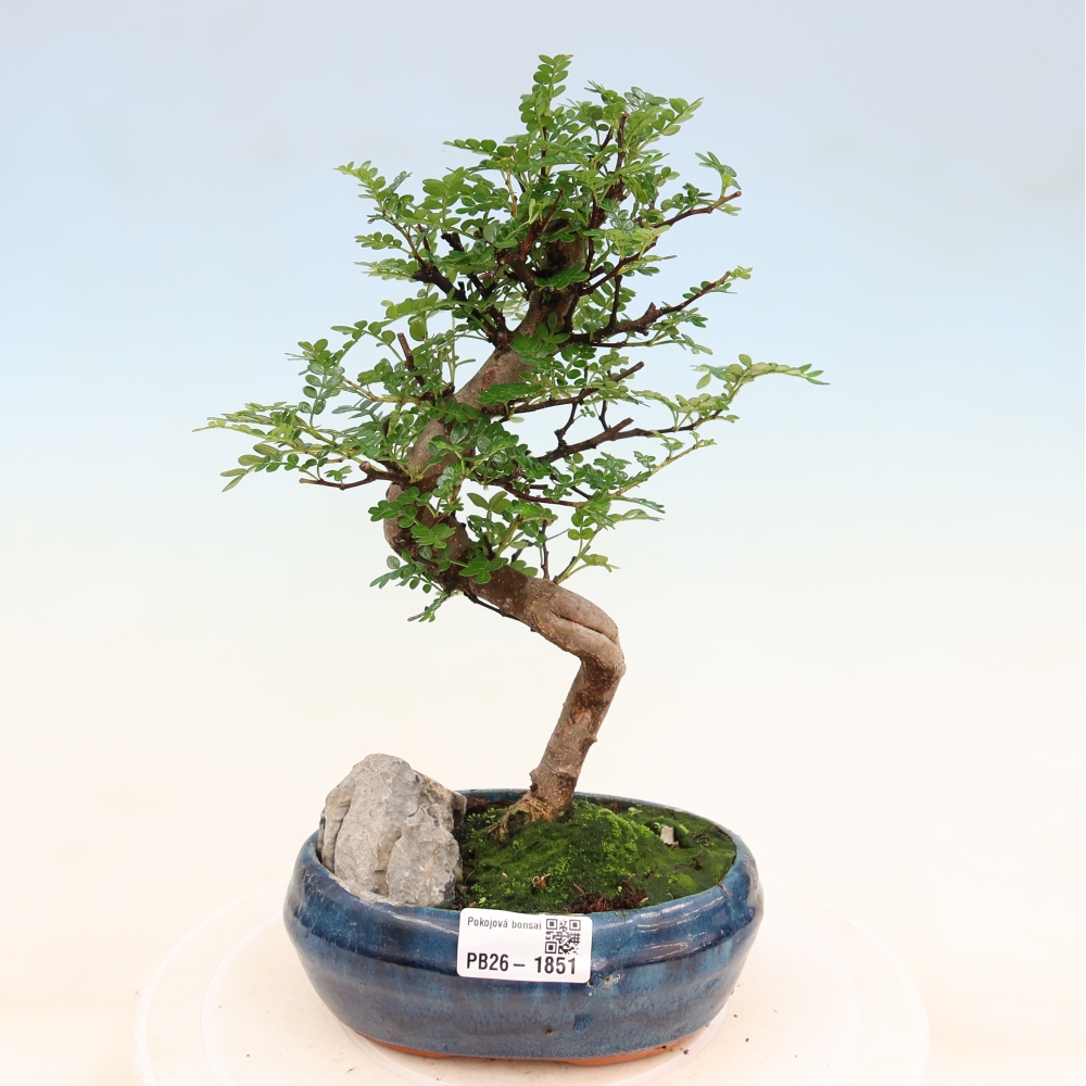 Room bonsai - Zantoxylum piperitum - pepper tree