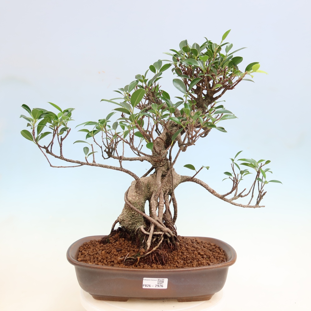 Room bonsai - Ficus kimmen - small-leaved ficus