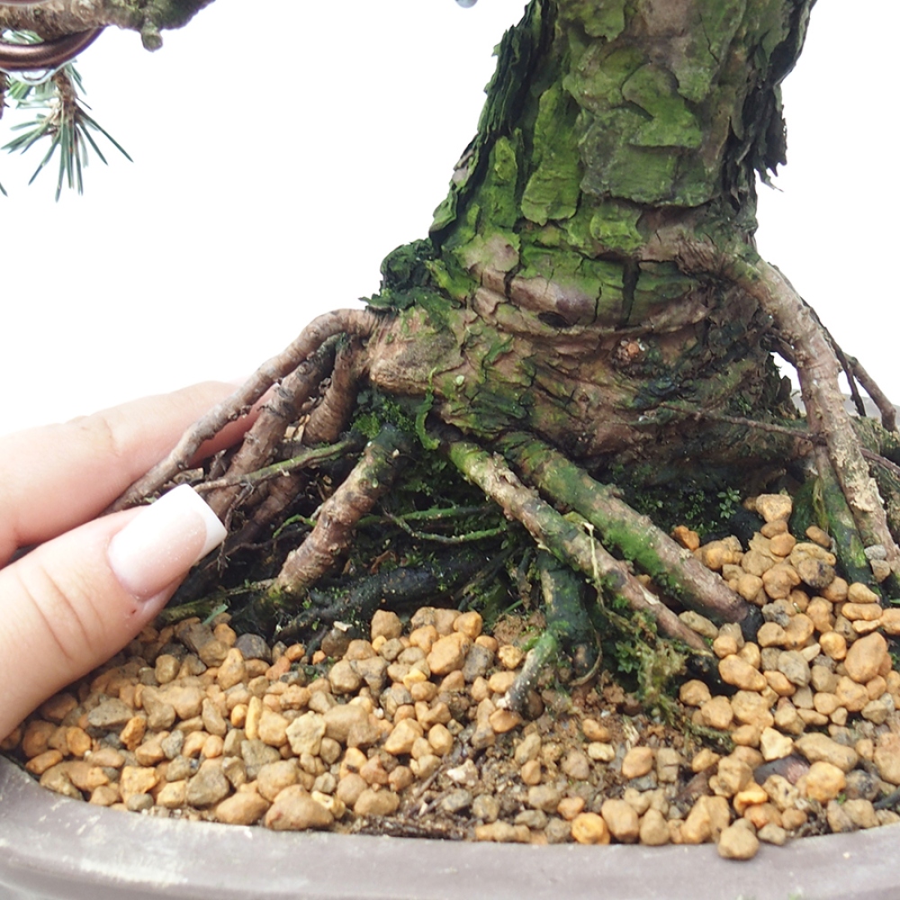 Outdoor bonsai - Pinus thunbergii Kotobuki - Thunberg pine