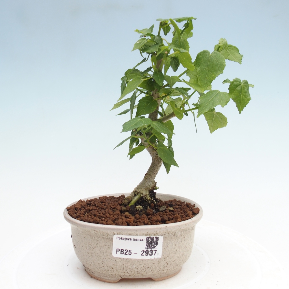 Indoor bonsai - Malvaviscus arboreus - woody hibiscus