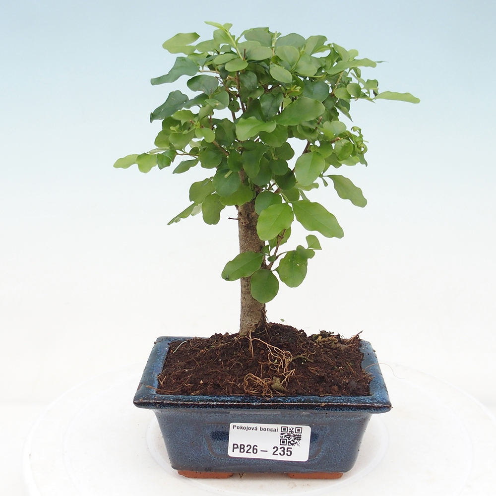 Room bonsai -Ligustrum chinensis - Birds Beak