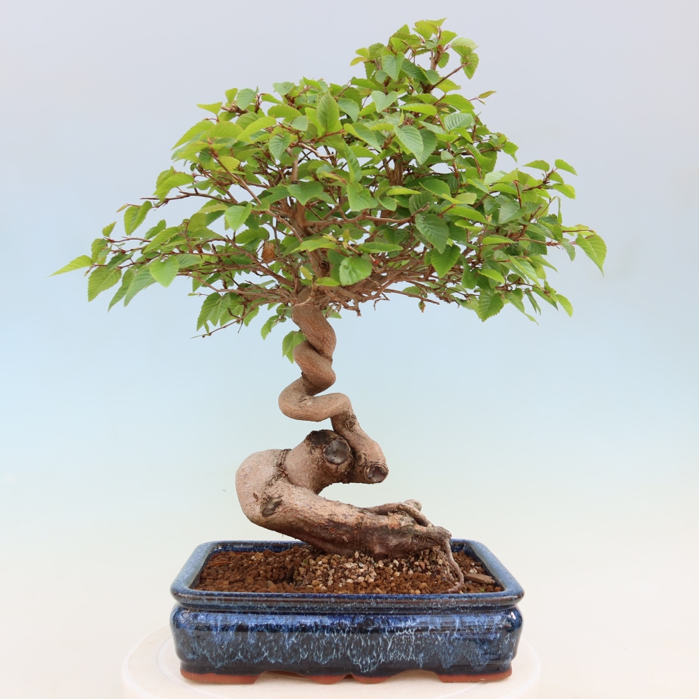 Outdoor bonsai -Carpinus coreana - Korean Hornbeam