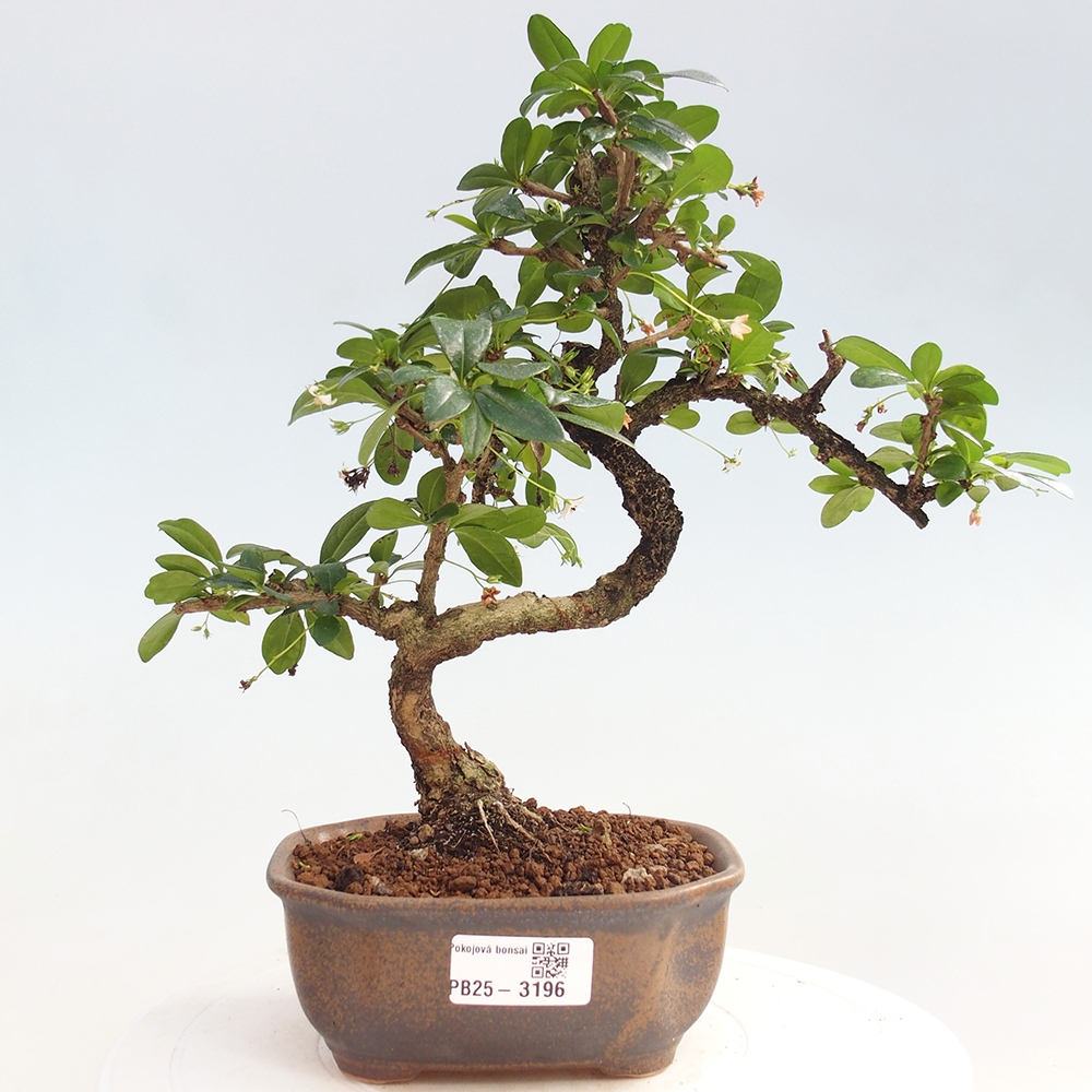 Indoor bonsai - Carmona macrophylla - Fuki tea