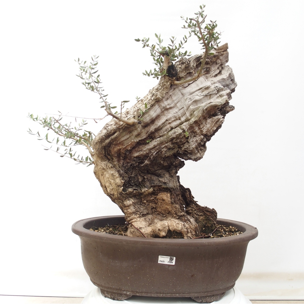 Indoor bonsai - Olea europaea sylvestris - European small-leaved olive oil