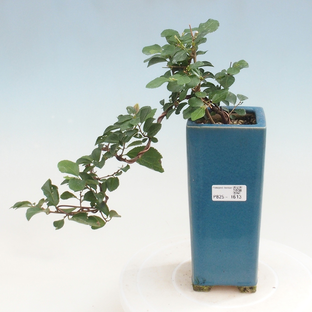 Indoor bonsai - Grewia occidentalis - Lavender star