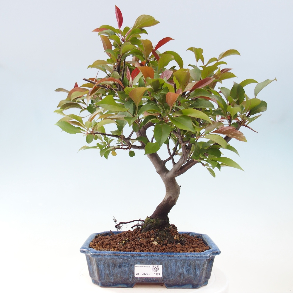 Outdoor bonsai - Malus domestica - Small-fruited red-leaved apple tree